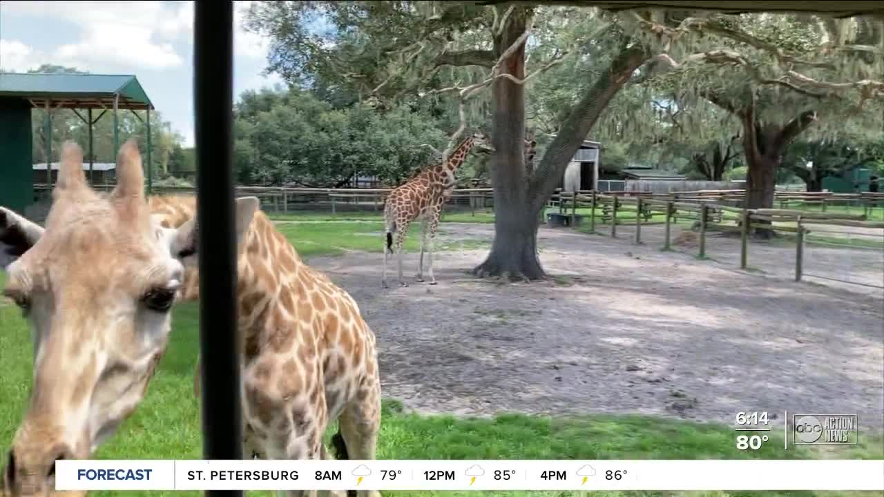 Take a wild safari ride at Dade City's Giraffe Ranch